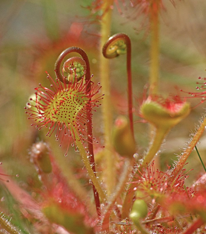 De ronde zonnedauw is een vleesetende plant // © Jörg Gast De ronde zonnedauw is een vleesetende plant // © Jörg Gast