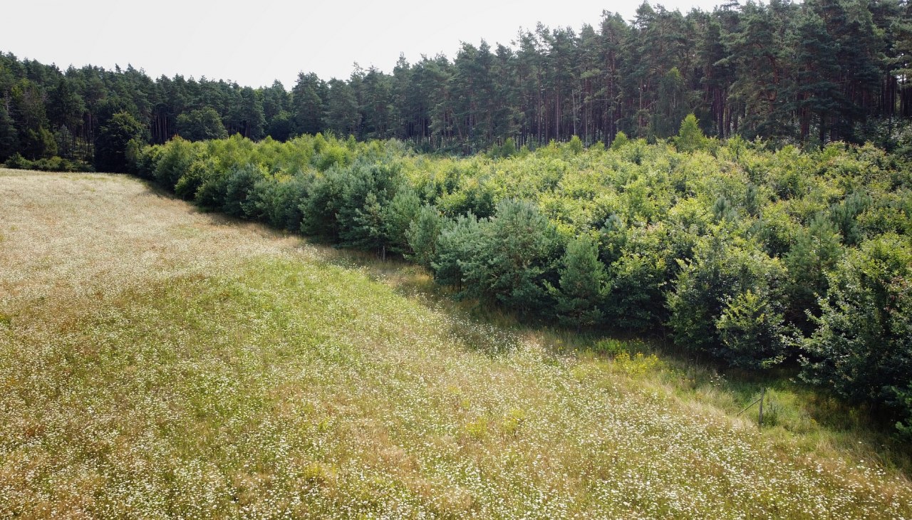 Klimatyczny las Neustrelitz, © Landesforst MV