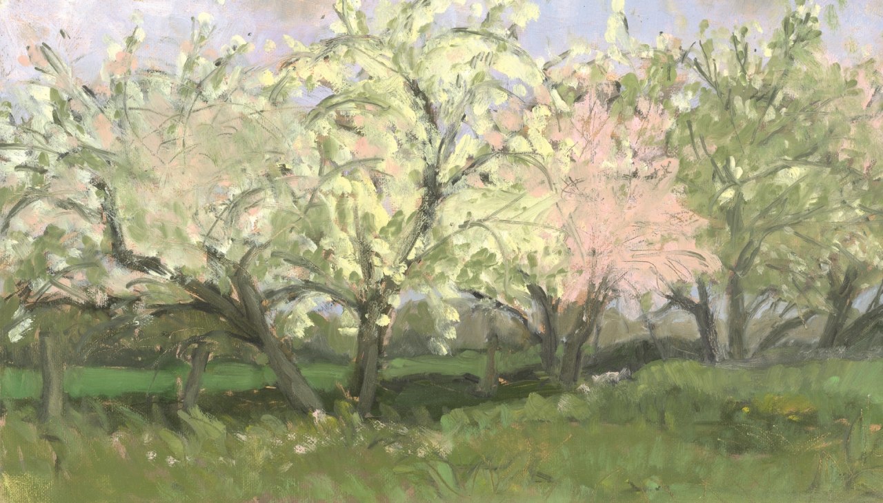 Kwiat jabłoni, © Irene Sohler