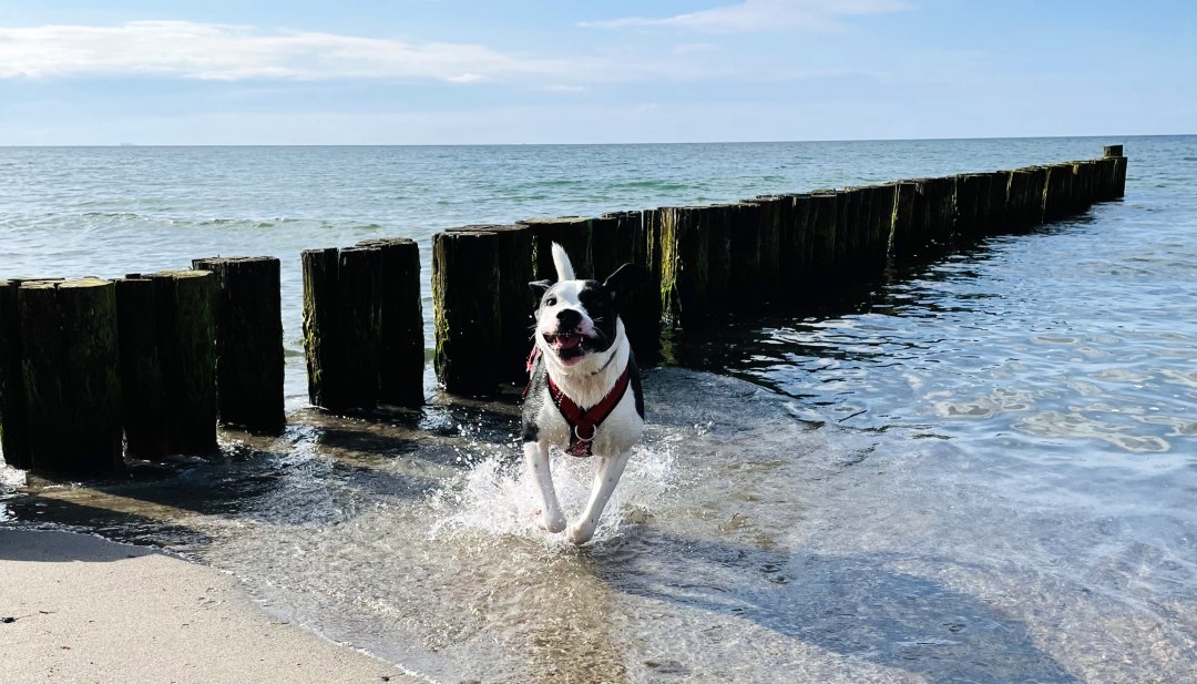 Szczęśliwy pies biegnący przez płytką wodę na bałtyckiej plaży przed drewnianymi ostrogami w słońcu.        Zapytaj ChatGPT