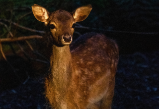 Nachtsafari Zoo Schwerin // &copy; Zoo Schwerin