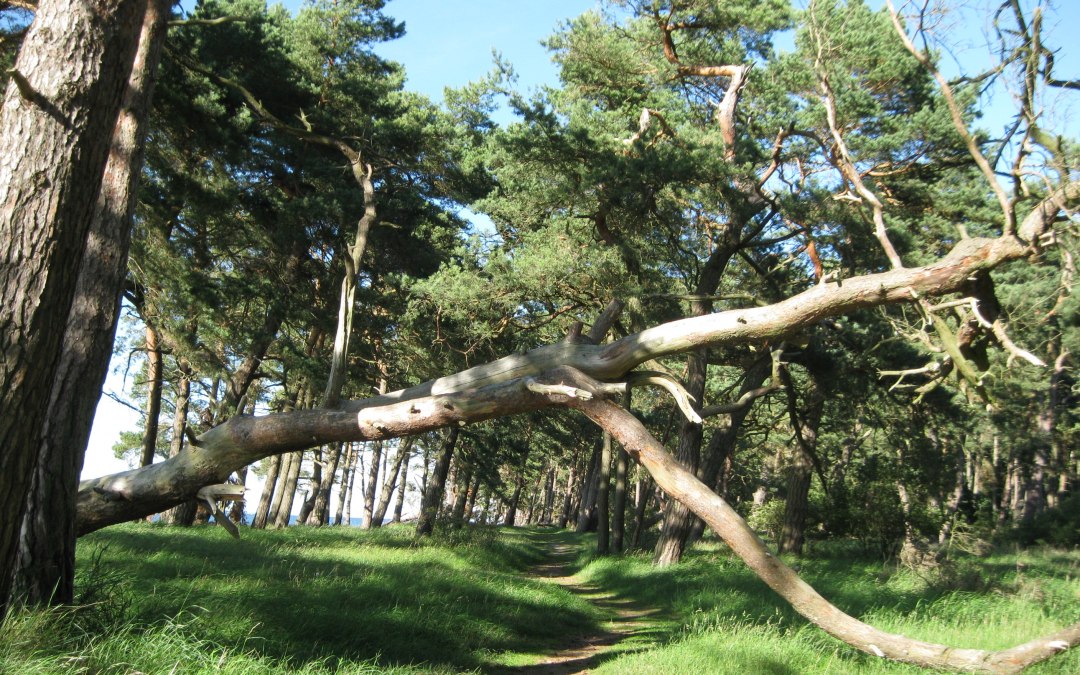 Ciekawe spacery wzdłuż plaży i przez nadmorski las Ludwigsburg, © Angelika Michaelis