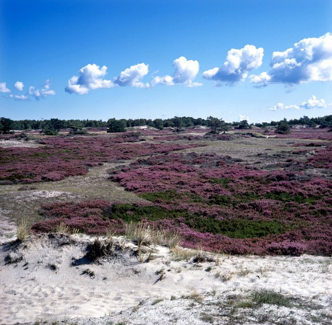 Heidebloesem op Hiddensee, © NPA Vorpommern