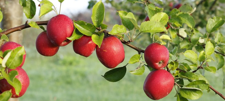 Successful refinement, © Evelin Kartheuser Successful refinement, © Evelin Kartheuser