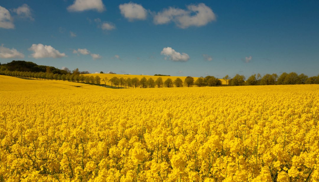 Beautiful rape field in Jasmund National Park on Jasmund Peninsula in the north of Rügen., © TMV/Werk3 Beautiful rape field in Jasmund National Park on Jasmund Peninsula in the north of Rügen., © TMV/Werk3