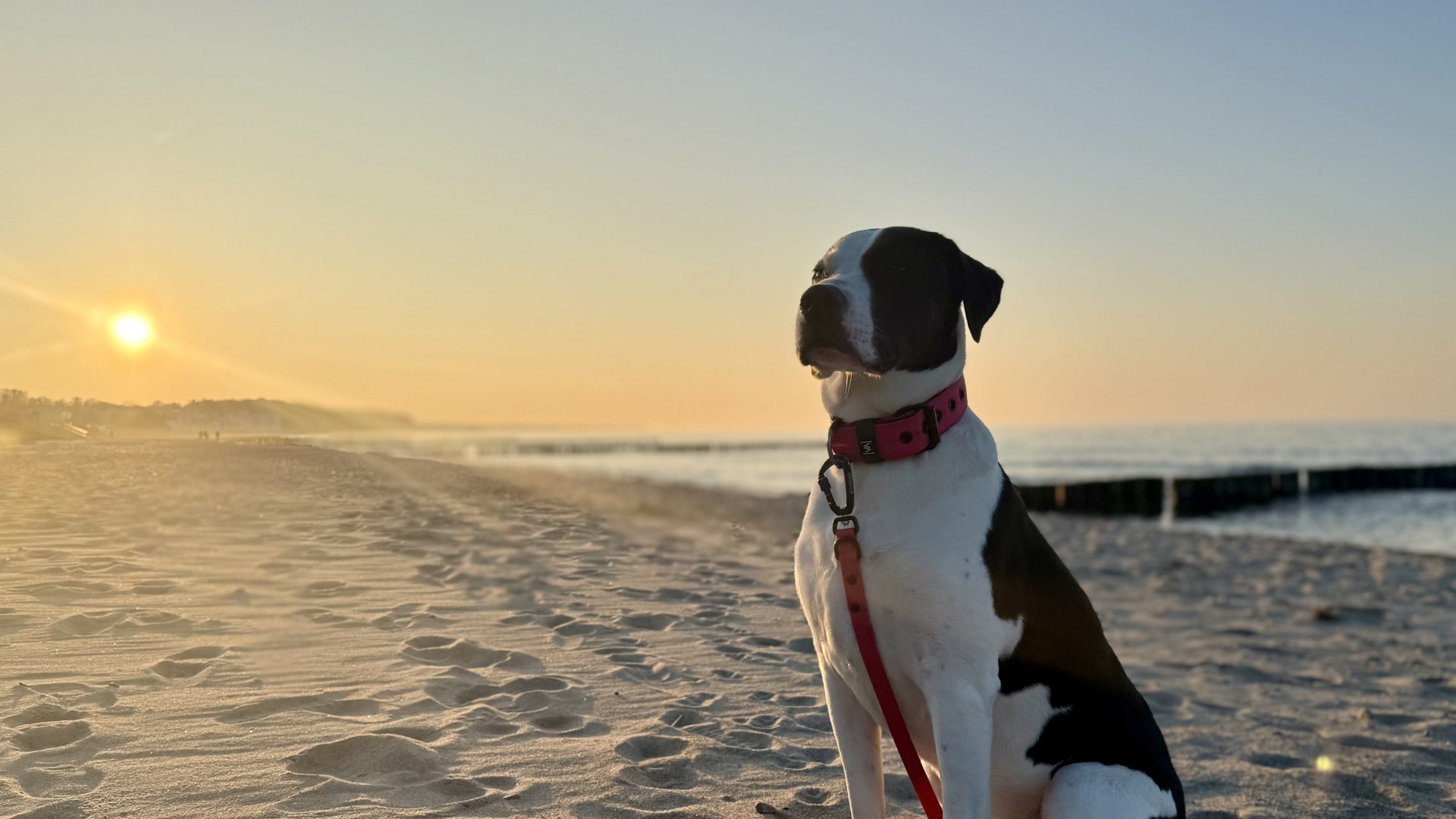 Zwart-witte hond met rode halsband zit in het avondlicht op het hondenstrand voor de ondergaande zon.