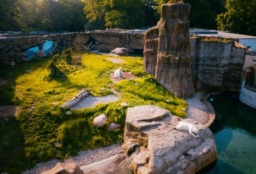 The Polarium at Rostock Zoo is somewhat reminiscent of Hudson Bay in Canada, which is home to many polar bears. You have an aerial view of the enclosure with the polar bears.