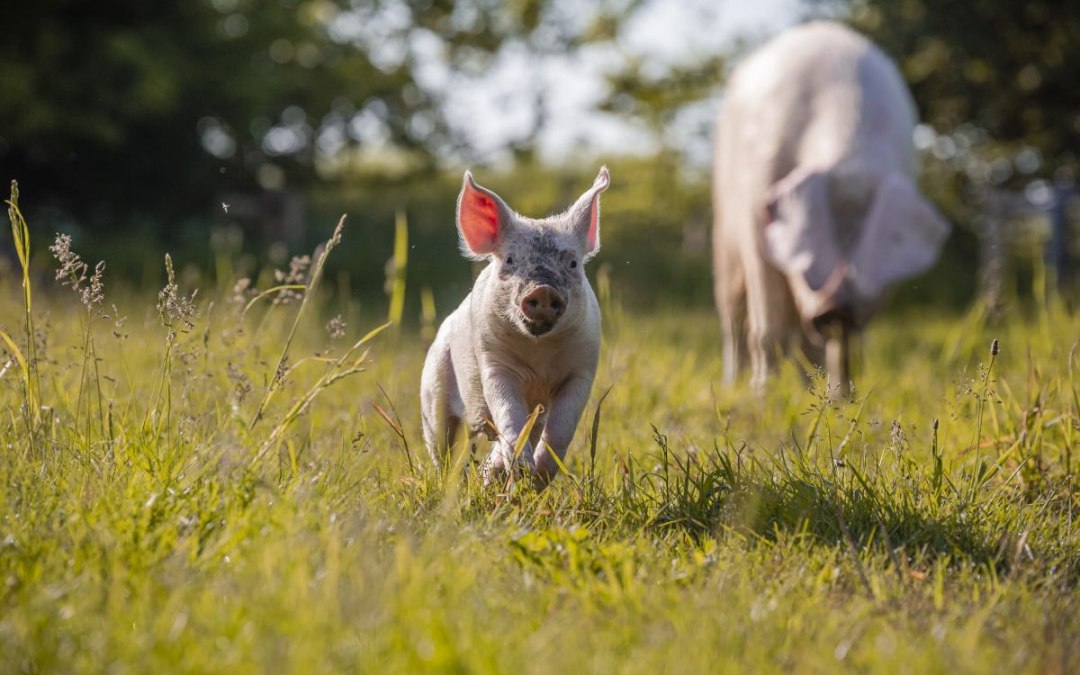 02_Land-der-Tiere_Schweine_Willi-und-Hanna, © Land der Tiere