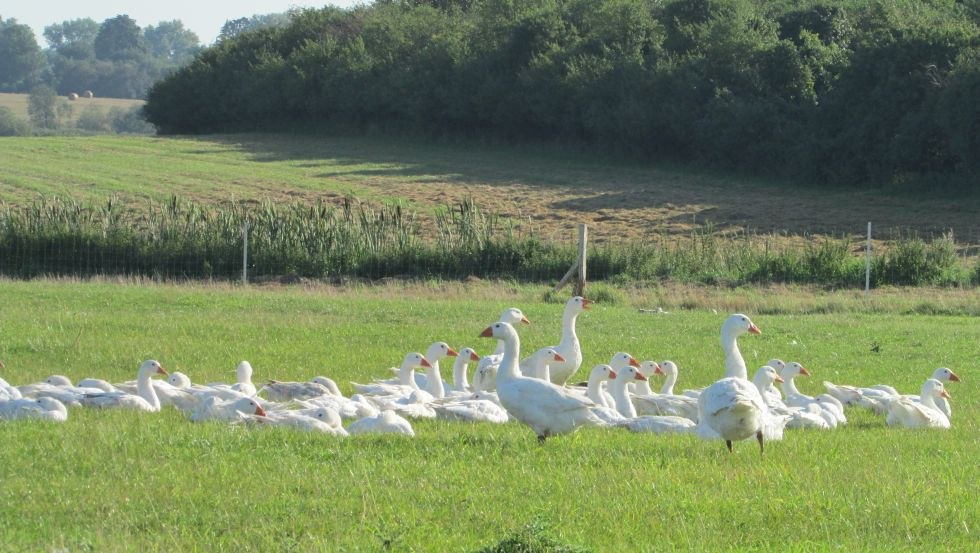 Gęsi spędzają czas na pastwisku od wschodu do zachodu słońca. Noce spędzają na słomie w stodole., © Grüner Gänsehof