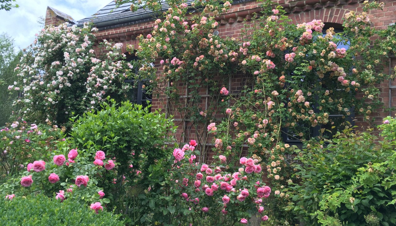 Omringd door geurende rozen: het landhuis Altbauhof, © Gutshaus Altbauhof