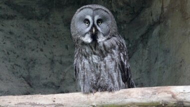 © Zoo Rostock/Braun