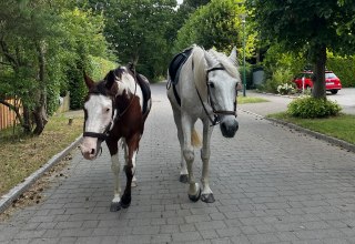 Herfstwandeling met paarden // © Martha E. Bende Herfstwandeling met paarden // © Martha E. Bende
