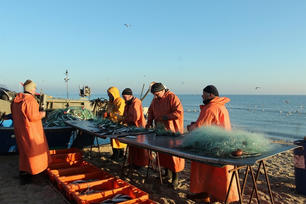 De haring wordt uit het net geplukt, © MYFISH-ostsee, © Freddie Bijkerk