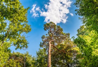 Bosbaden in kuuroord aan de Oostzee Graal-M&uuml;ritz | met Torsten Maa&szlig; // &copy; Andr&eacute; Pristaff / TuK