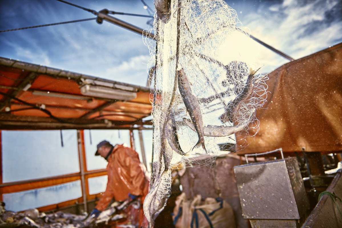 The herring is coming. Landing in the fishing port of Freest // © TMV@pocha.de The herring is coming. Landing in the fishing port of Freest // © TMV@pocha.de