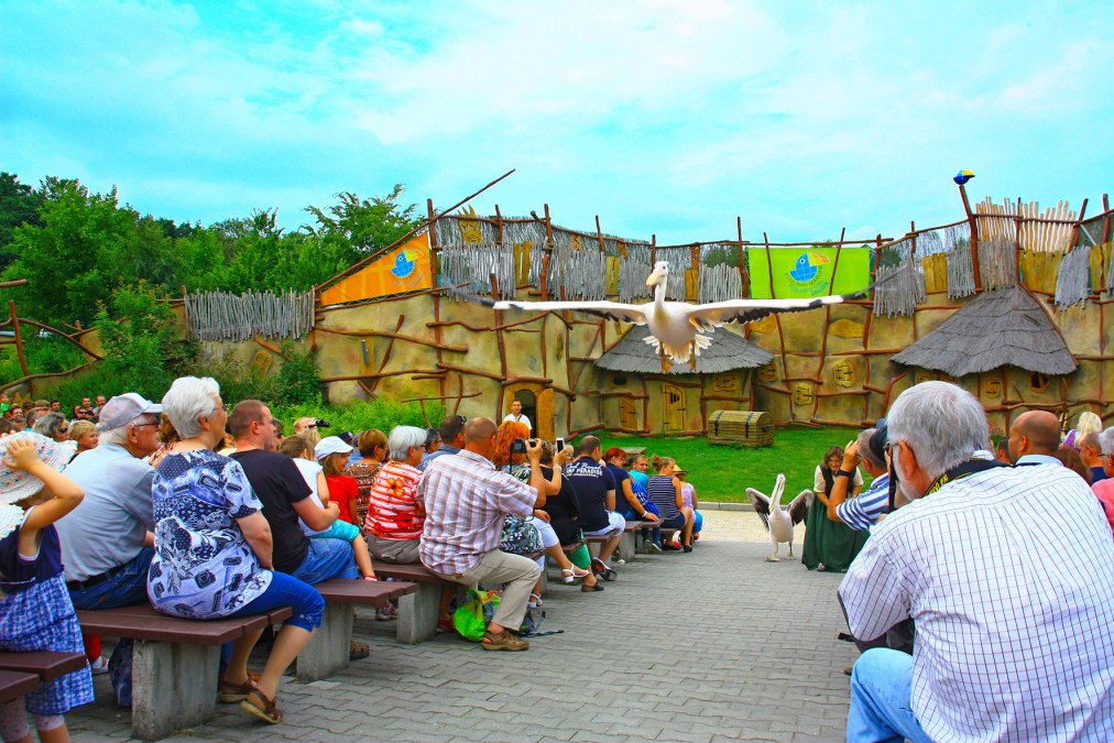 Pelikany na wystawie zwierząt, © Vogelpark