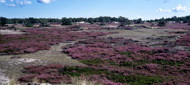 Heidebl&uuml;te auf Hiddensee // &copy; Nationalparkamt Vorpommern