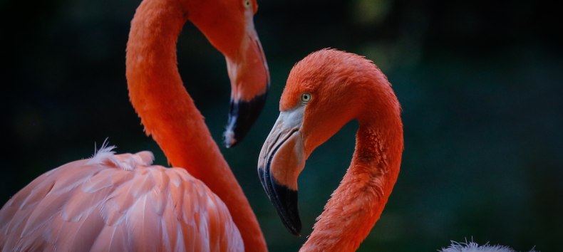 &copy; Zoo Rostock/ Raff