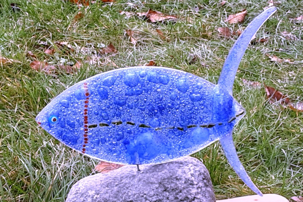 Bubble fish, © Regina Lüdecke