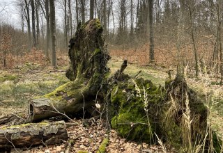 &copy; Britta Daedelow-Seydl