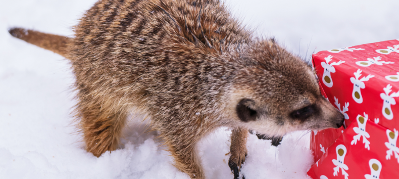 © Zoo Schwerin © Zoo Schwerin