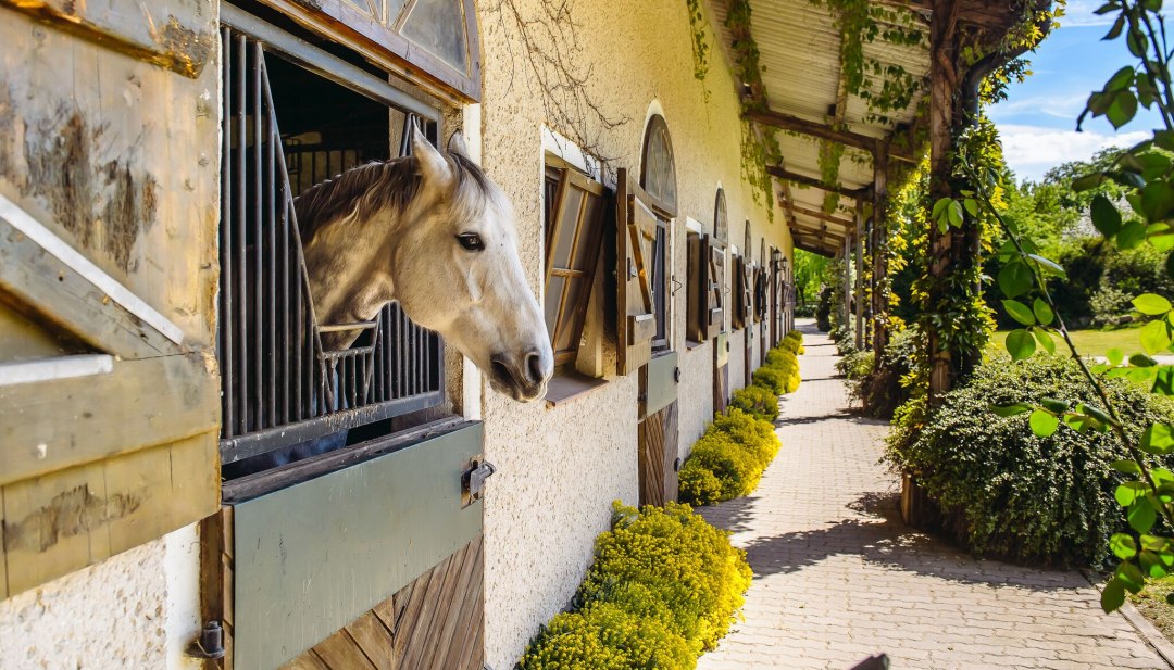 The riding facilities in the country offer plenty of space for children, adults, ponies and horses. // &copy; MV-T/Bombis