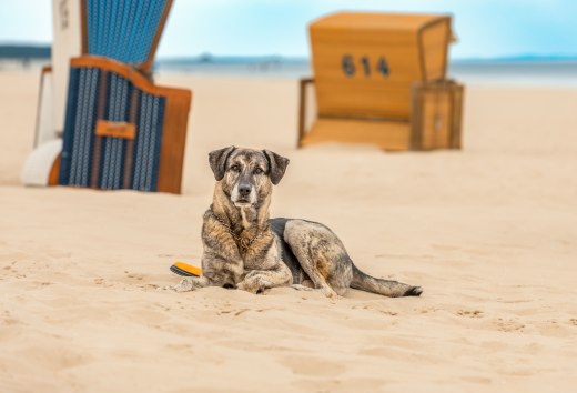 Enjoy your vacation with dog at Baltic Sea and lake district, © TMV/Tiemann