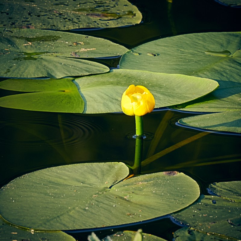 20210907-Granitz4-Foto-Burwitz-Pocha, © Pocha 20210907-Granitz4-Foto-Burwitz-Pocha, © Pocha