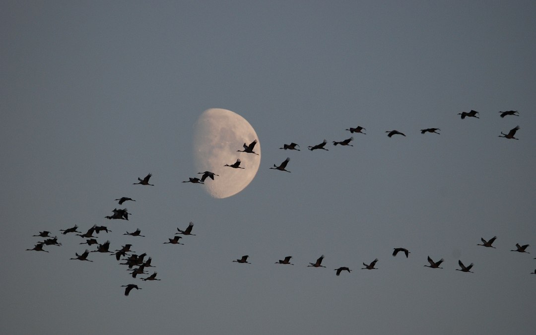 Cranes in the evening sky, © H