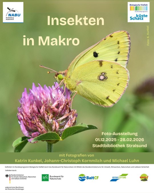 Motyl cytrynek siedzący na kwiatku czerwonej koniczyny, © Stadtbibliothek Stralsund Motyl cytrynek siedzący na kwiatku czerwonej koniczyny, © Stadtbibliothek Stralsund