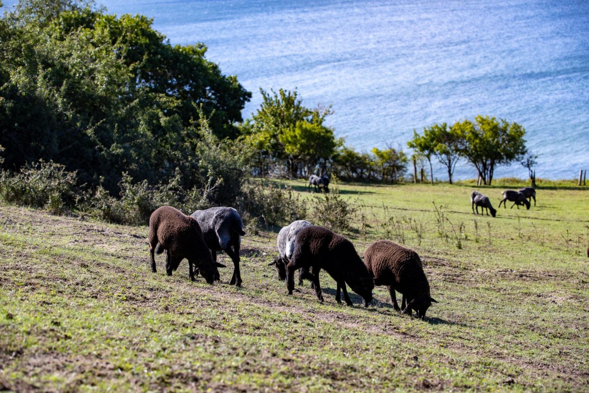 Author reading Oekohof Martin Stoever August 2020_P5I4177, &copy; Kurverwaltung Goehren / Martin Stoever