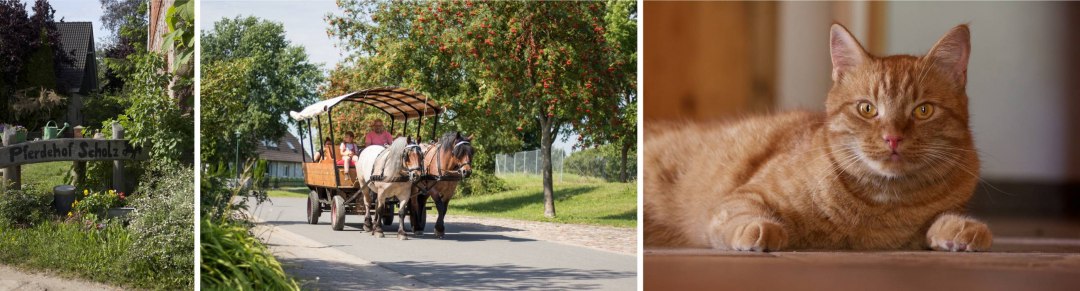 Paardenboerderij Scholz, © Pferdehof Scholz
