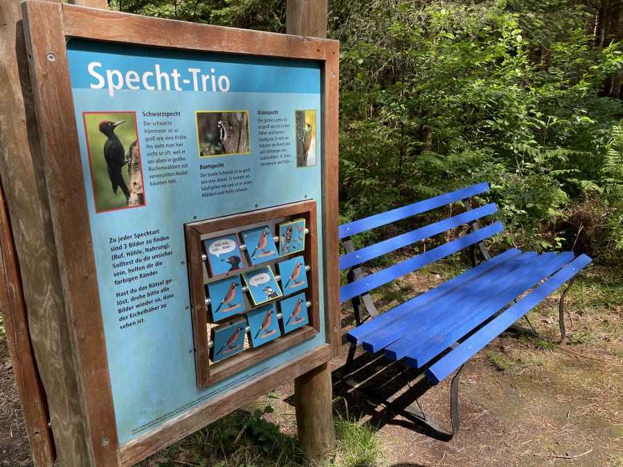 Discover woodpecker species in the Fuhlendorf Forest, © TZ Südliche Boddenküste