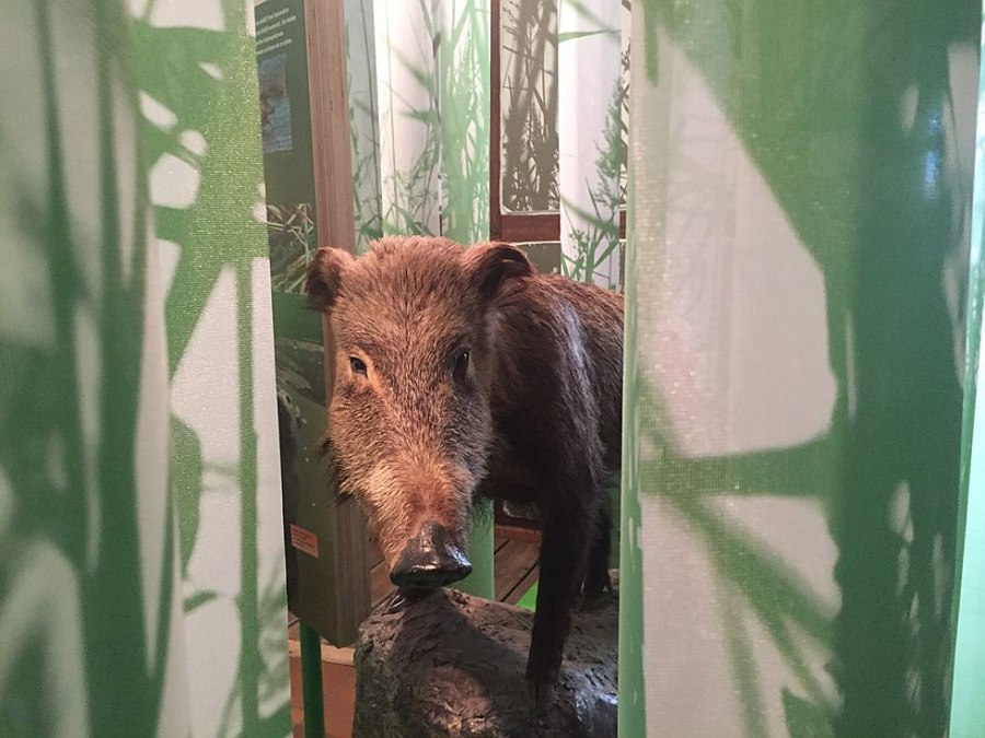 De tentoonstelling geeft inzicht in de lokale dierenwereld, © Katrin Bärwald