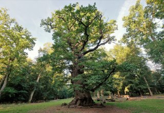 Methuselah oak in the Ivenacker Eichen National Natural Monument // &copy; Sebastian Haerter