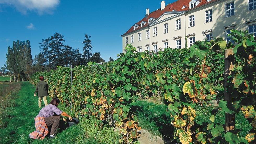 Zonnige wijngaard bij kasteel Rattey in het Mecklenburgse merengebied, © TMV/Legrand