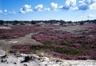 Heather blossom on Hiddensee, &copy; NPA Vorpommern