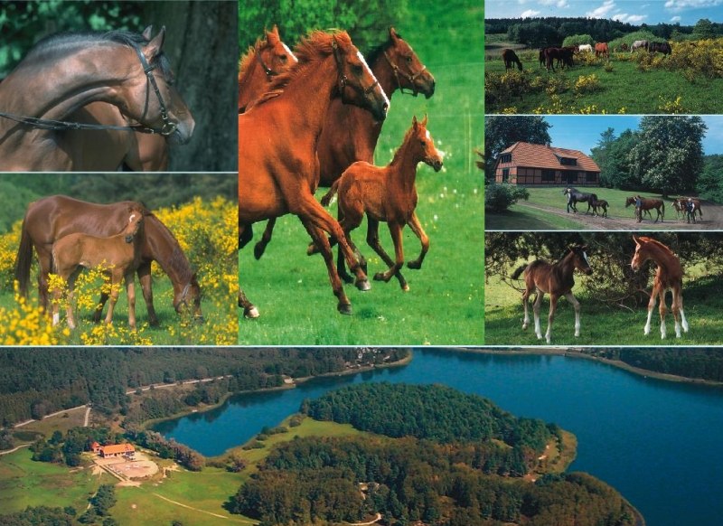 Kleurrijk paardenleven op stoeterij Inselhof, © Gestüt Inselhof/Bause