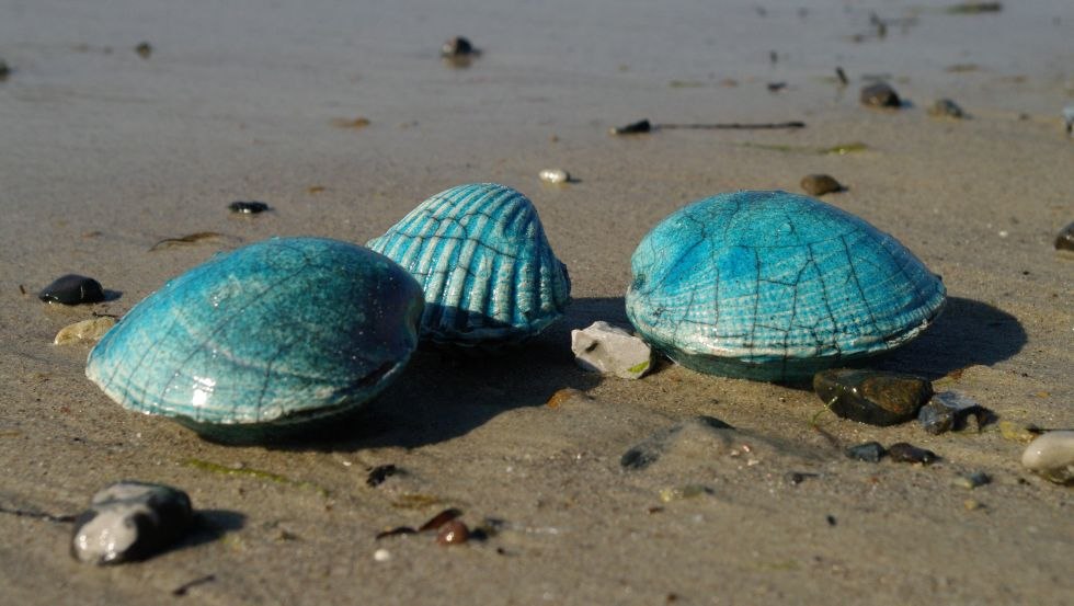 Ceramika flotsam i jetsam, &copy; Astrid Rohmer