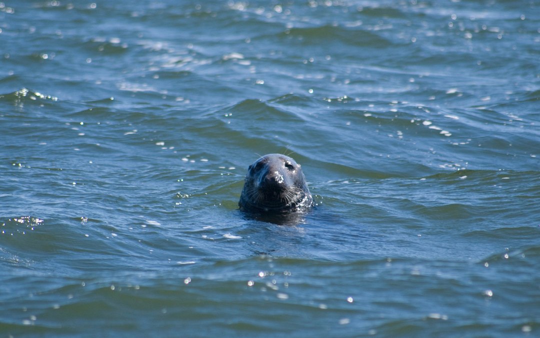 Witte vloot zeehondentochten, © Weiße Flotte GmbH
