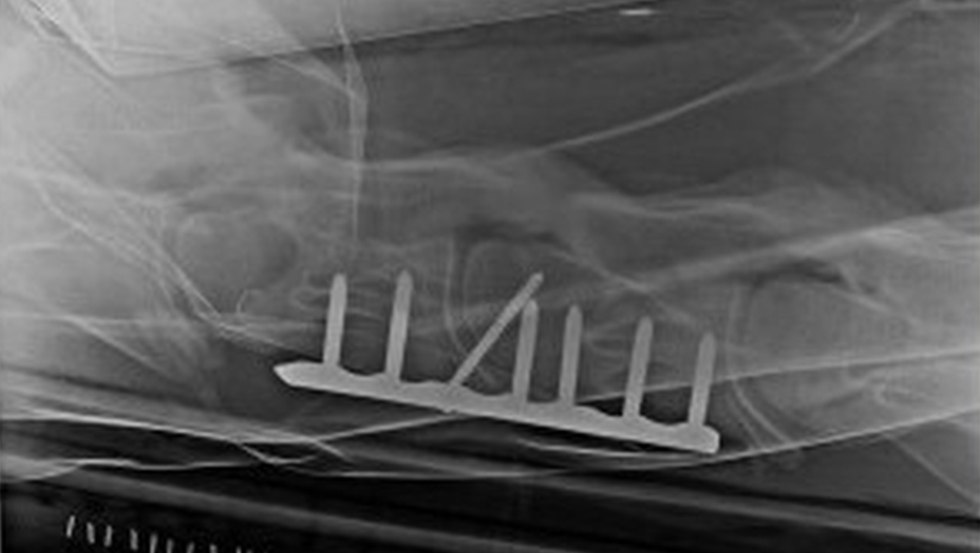 Veterinary clinic Alt-Sammit - Internal medicine // &copy; Tierklinik Alt-Sammit