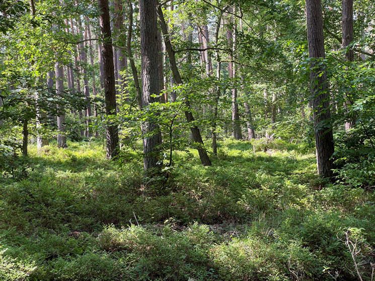 Blueberry forest, &copy; TZ S&uuml;dliche Boddenk&uuml;ste