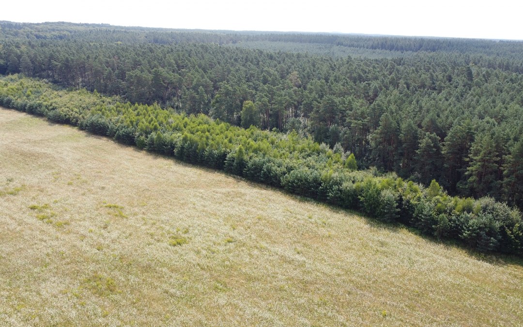 Klimatyczny las Neustrelitz, © Landesforst MV