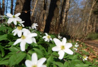 Wood anemone // &copy; S. Hoffmeister