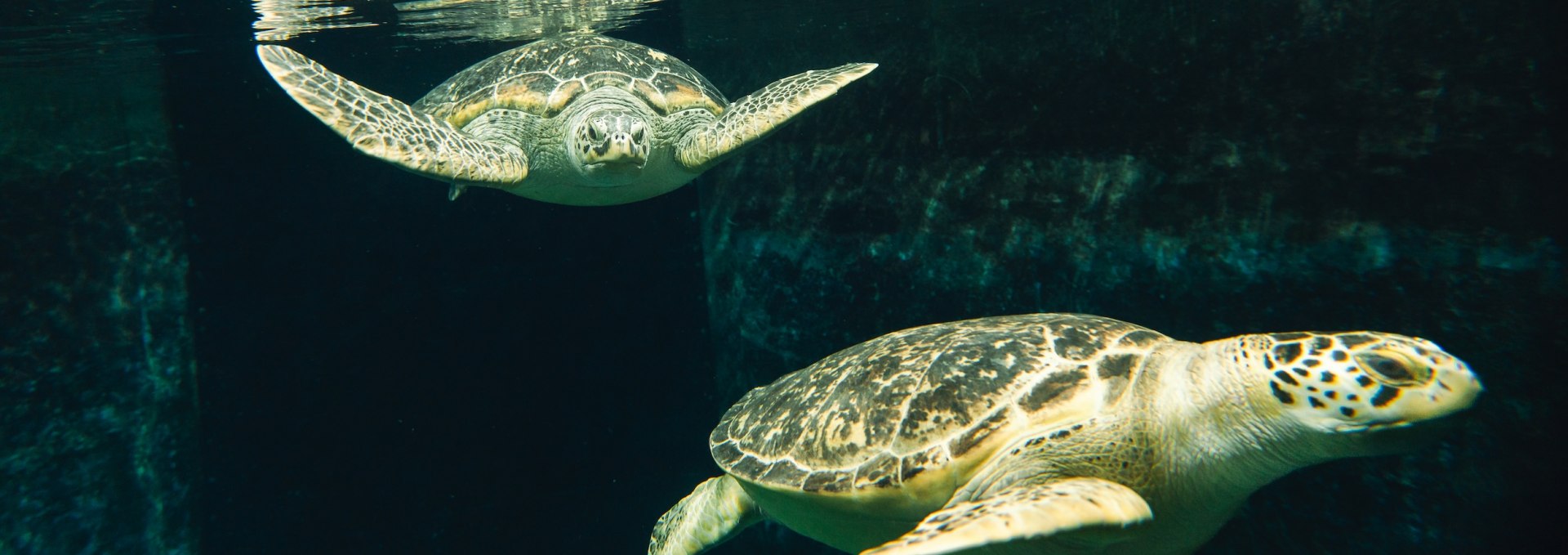 In Stralsund kun je ook "levende" schildpadden bewonderen. Het schildpaddenaquarium is een van de populairste attracties van het museum., © TMV/Gross