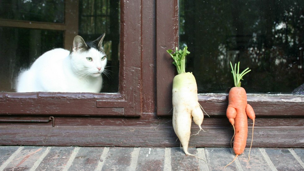 &copy; Elena Kolcova