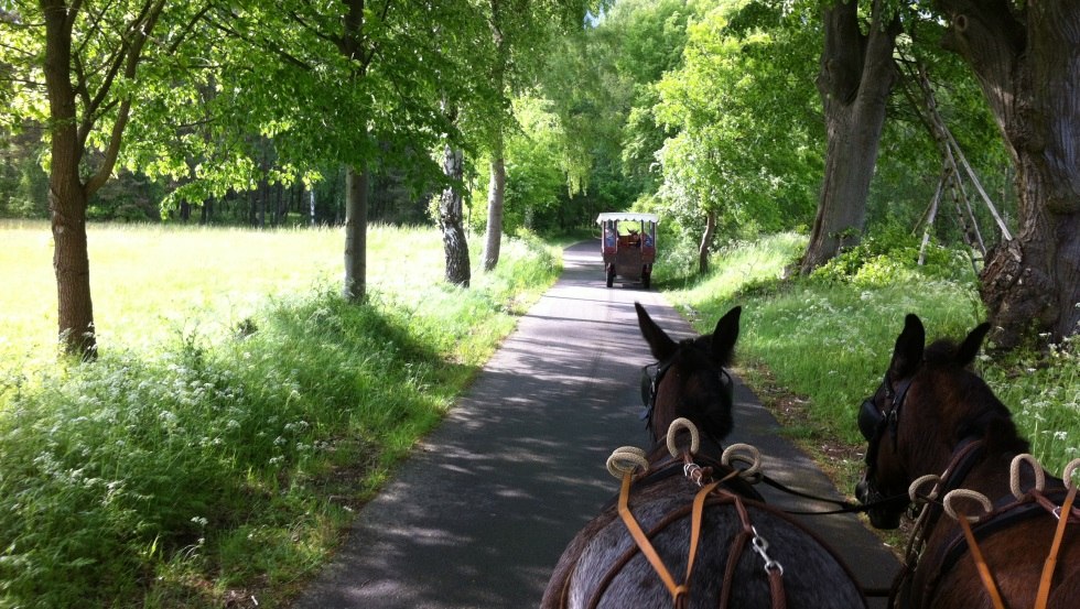 The carriage ride leads through the greenery, nice conversations included. // &copy; Reit- und Fahrtourstik Lychen
