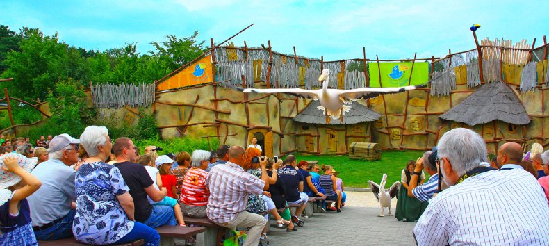 Pelikane in der Tiershow // © Vogelpark Pelikane in der Tiershow // © Vogelpark