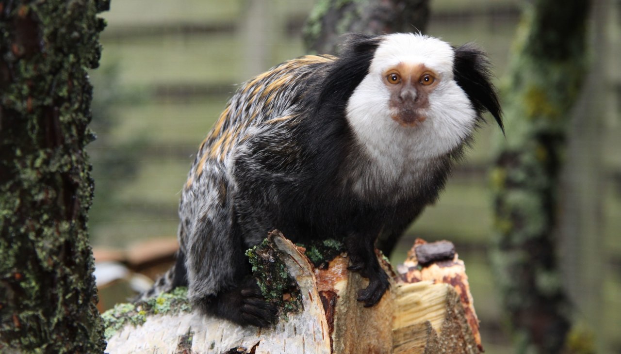 Tropikalne Zoo Bansin, © Tropenzoo_Bansin_Marcel_Piper Tropikalne Zoo Bansin, © Tropenzoo_Bansin_Marcel_Piper