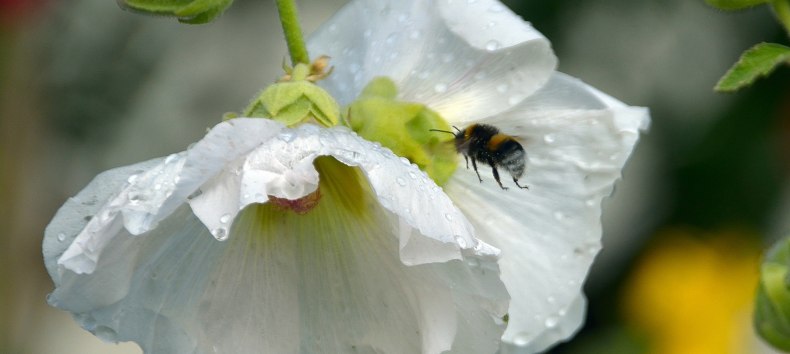 Hummel auf Nahrungssuche // © Karsten Peter Hummel auf Nahrungssuche // © Karsten Peter